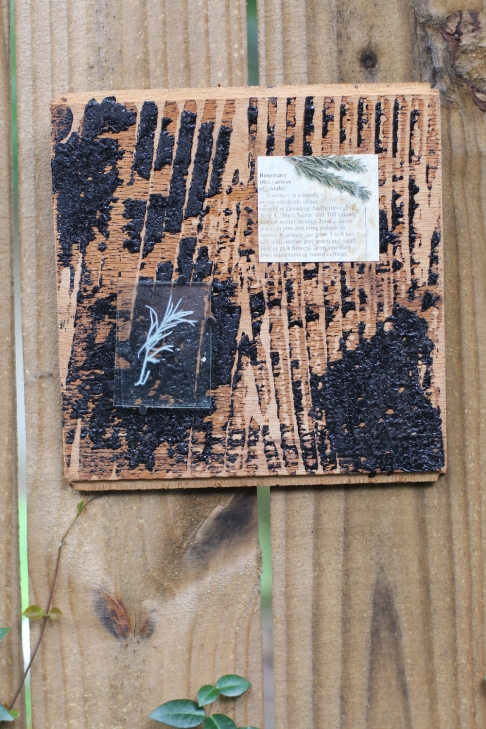 Rosemary Collage on Reclaimed Wood by Caitlin Waugh | Glass, plant, reclaimed wood, flooring glue, cut tacks Rosemary Collage on Reclaimed Wood